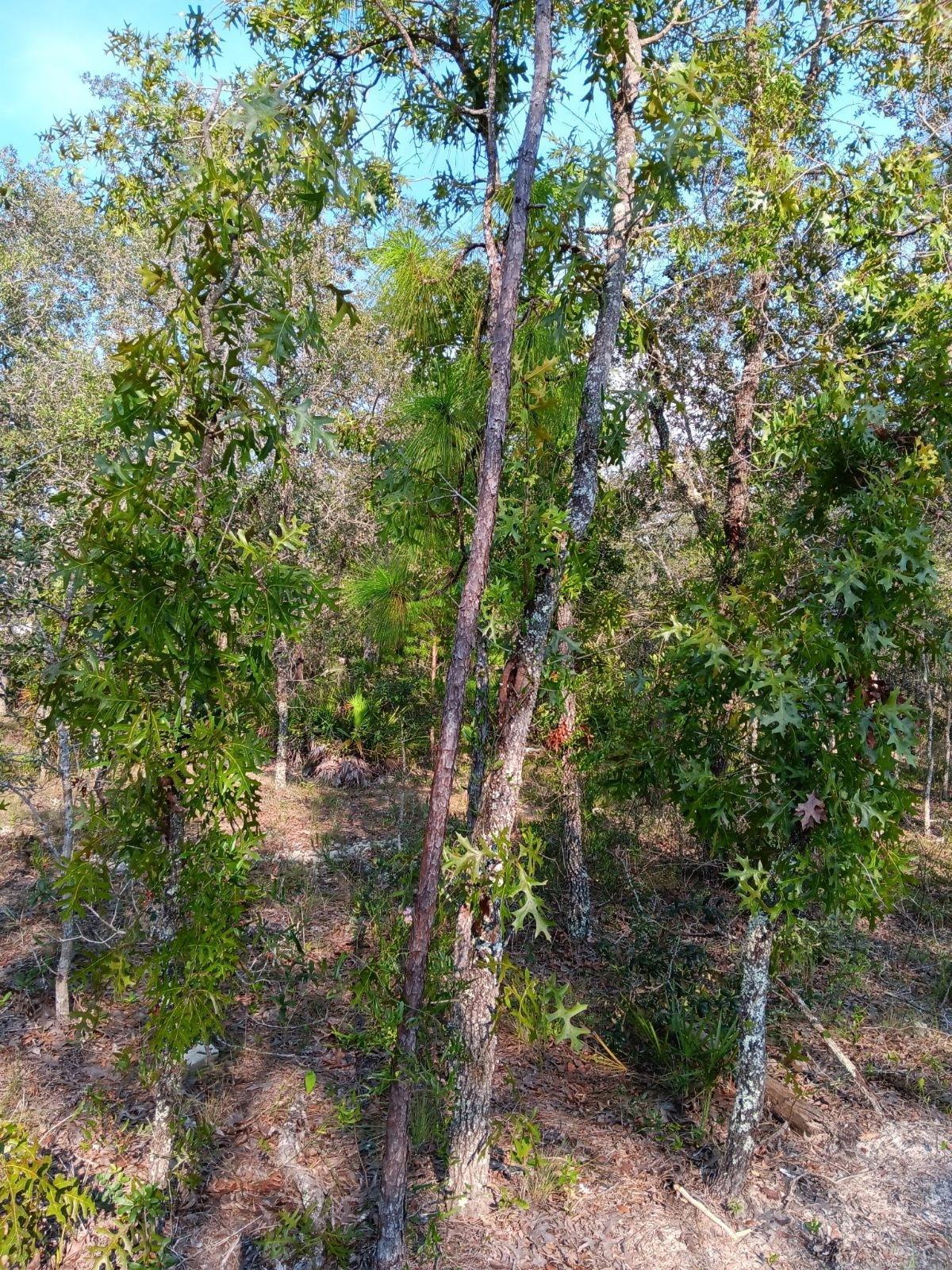 Dense wooded area before cleanup